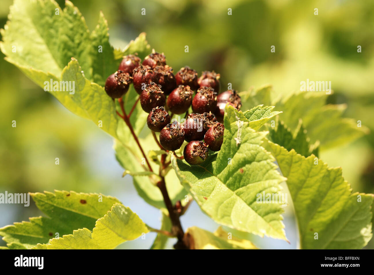 Biancospino Crataegus chlorosarca. Foto Stock