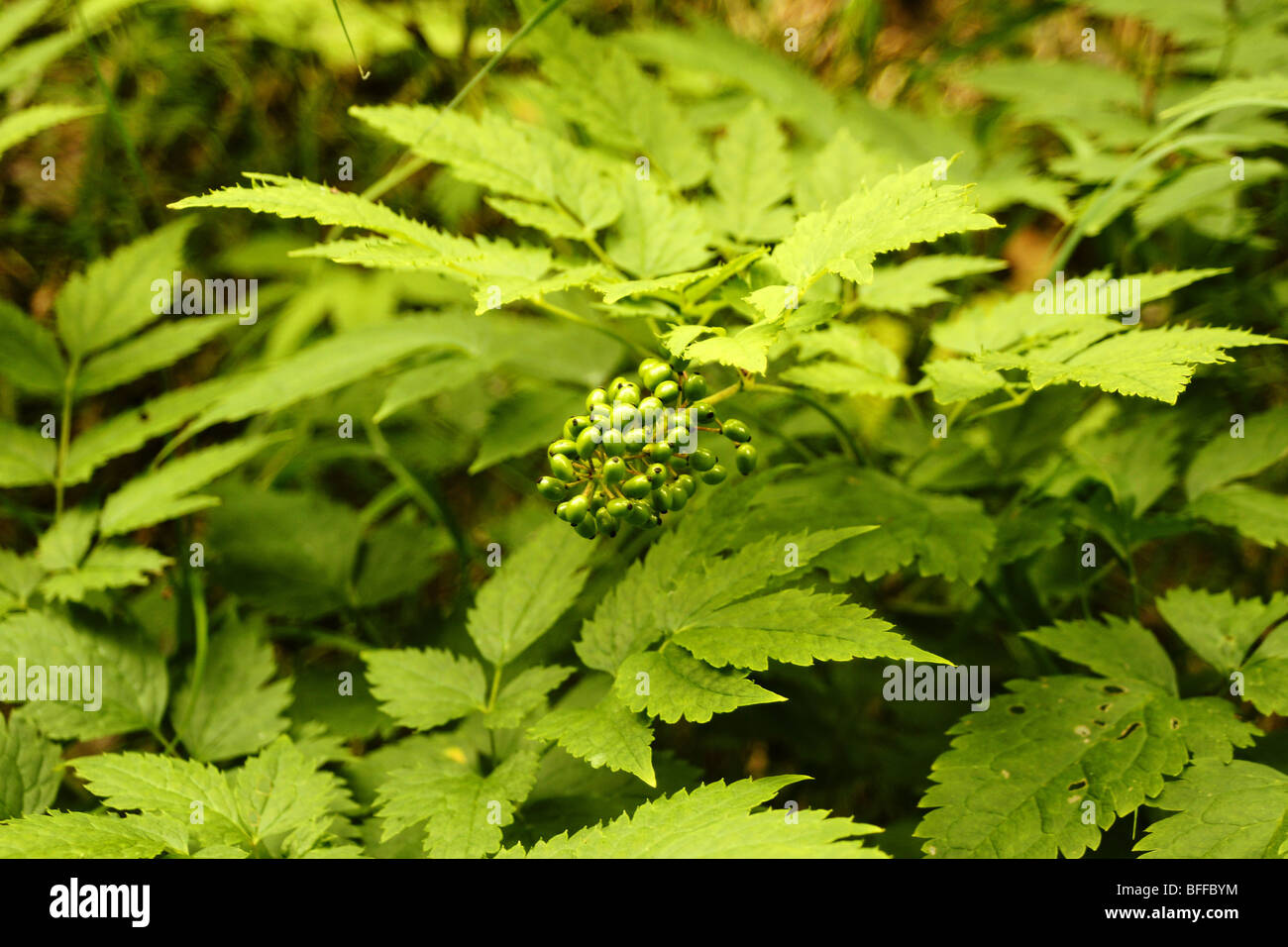 Rosso - frutt baneberry Actaea erythrocarpa. Foto Stock