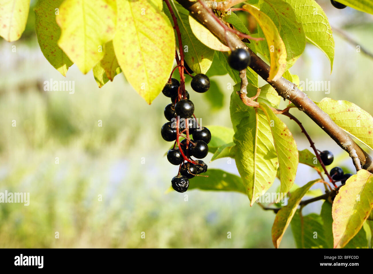 Bird cherry ordinaria Padus avium. Foto Stock