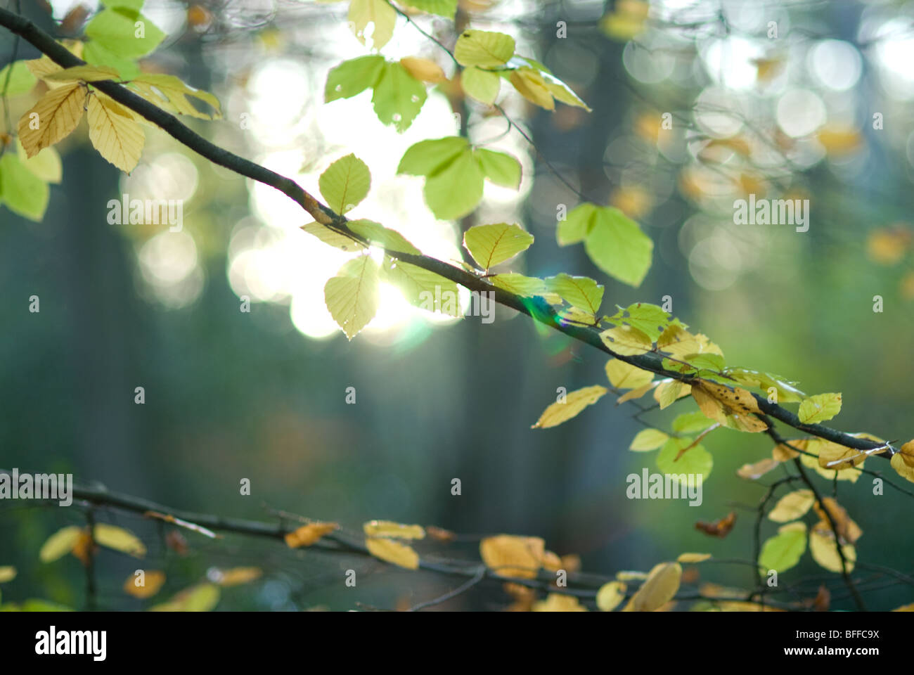 Foglie di autunno, Epping, East London Foto Stock