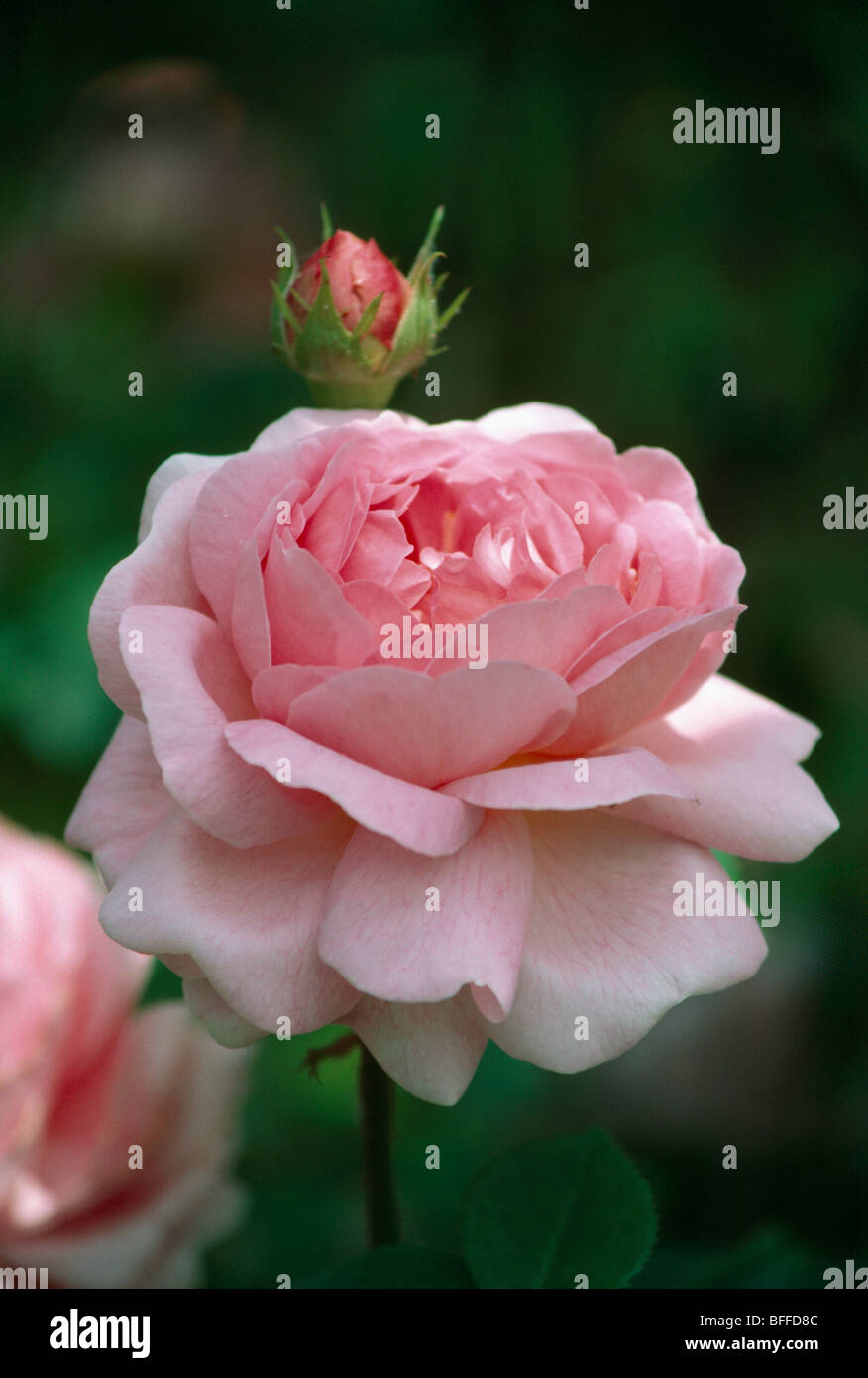 Close-up di rosa rosa doppia Foto Stock