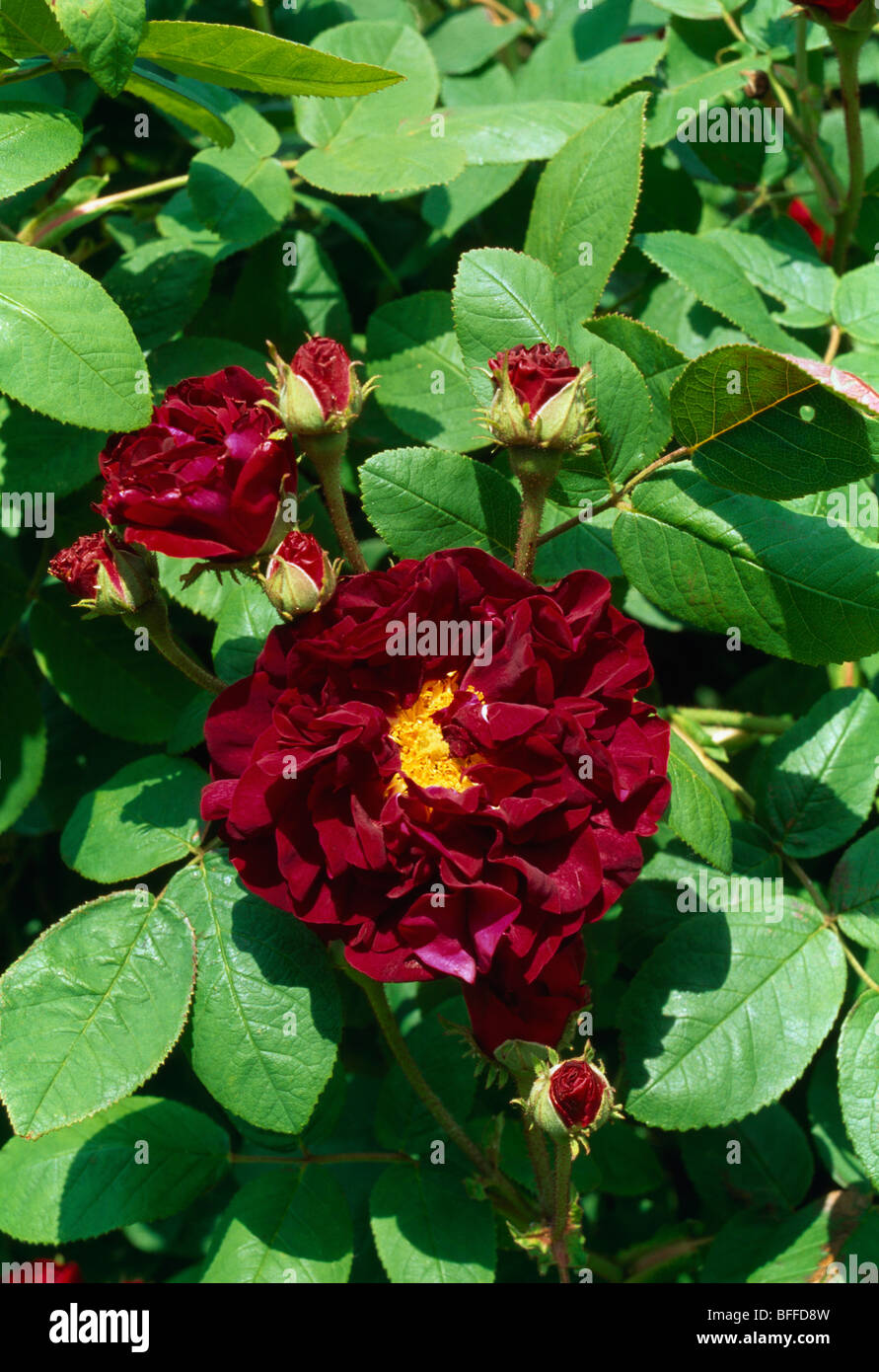 Close-up di Dark Red Rose Foto Stock