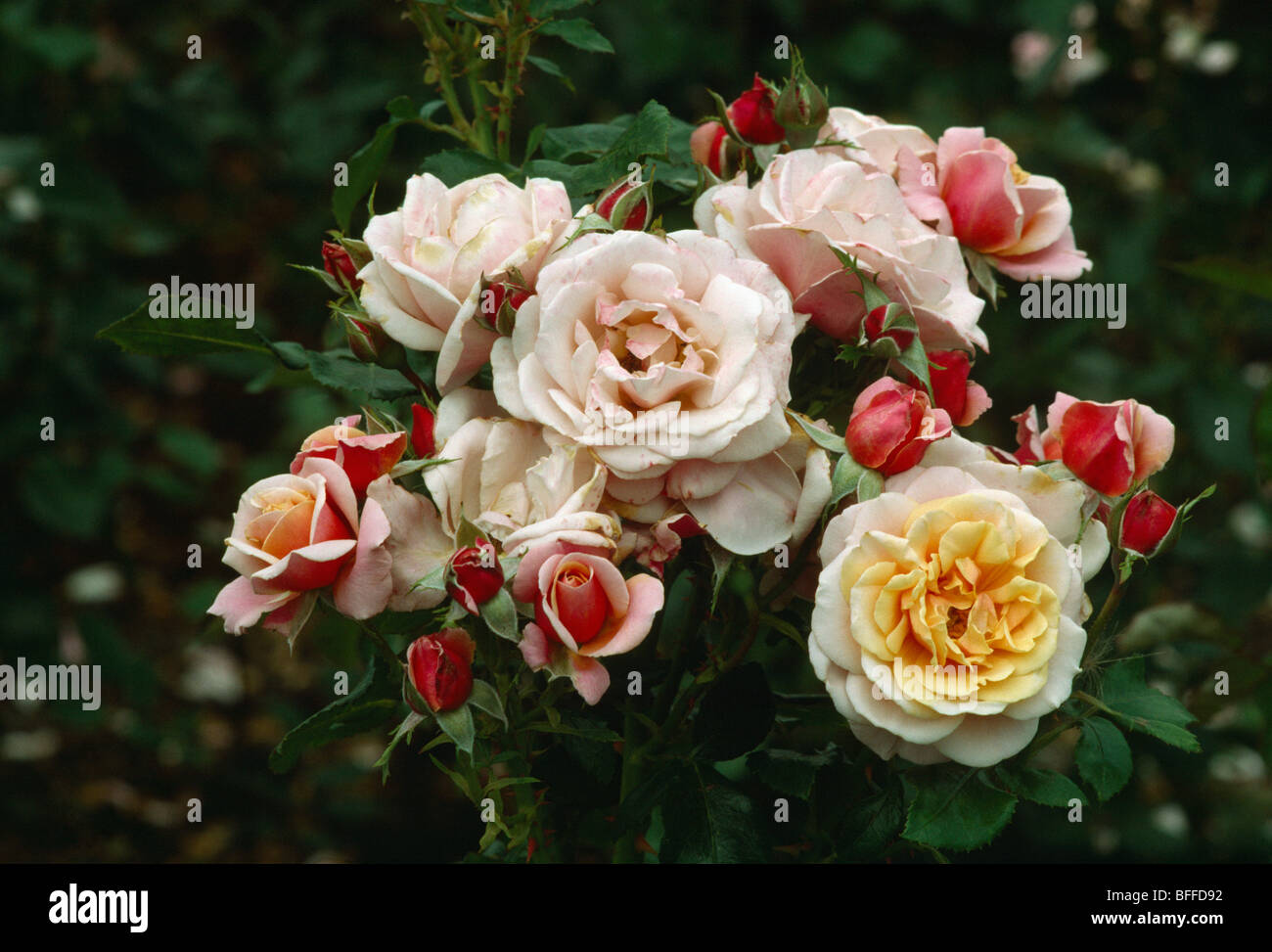 Close-up di doppio rosa e giallo rose Foto Stock