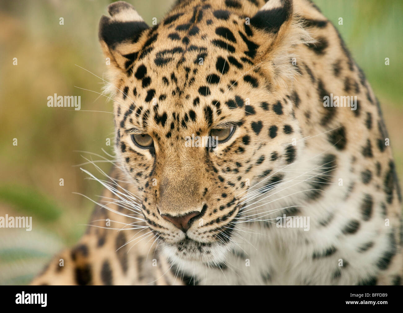 La faccia di Leopard Foto Stock