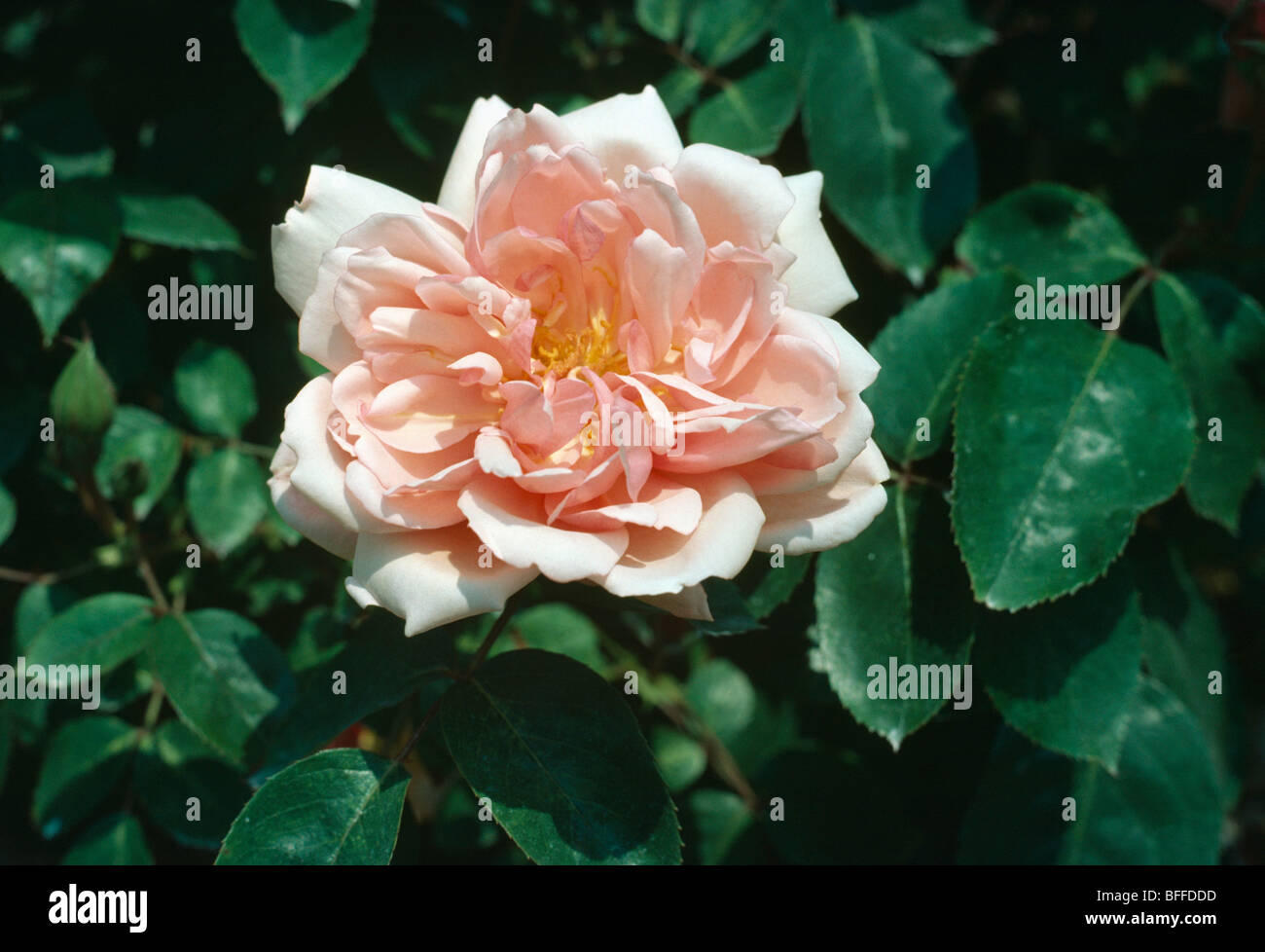 Close-up di rosa pallido 'Albertine' rose Foto Stock