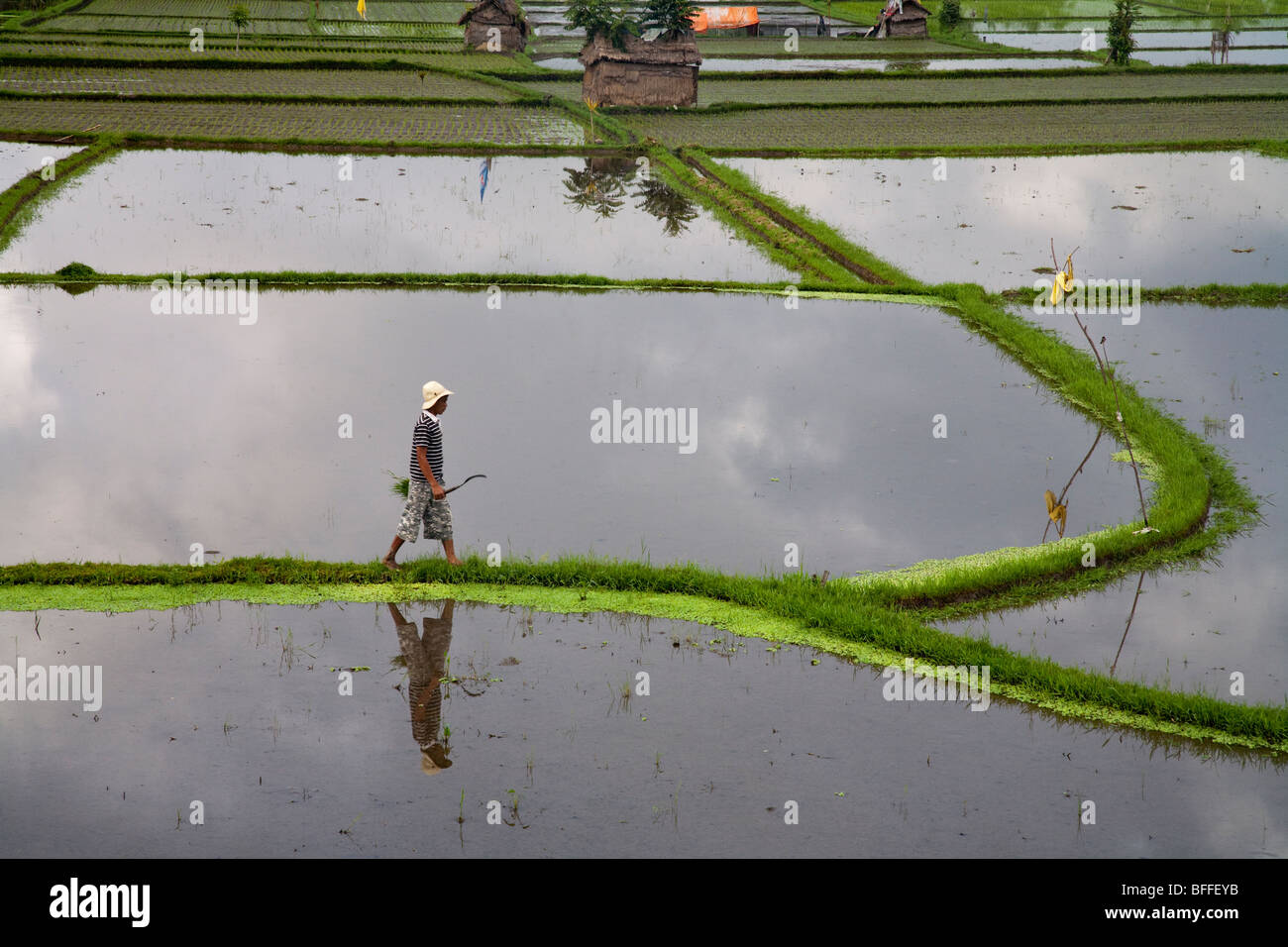 Un agricoltore, che si riflette nelle acque tranquille passeggiate lungo i confini tra risaie in Ubud, Bali. Foto Stock