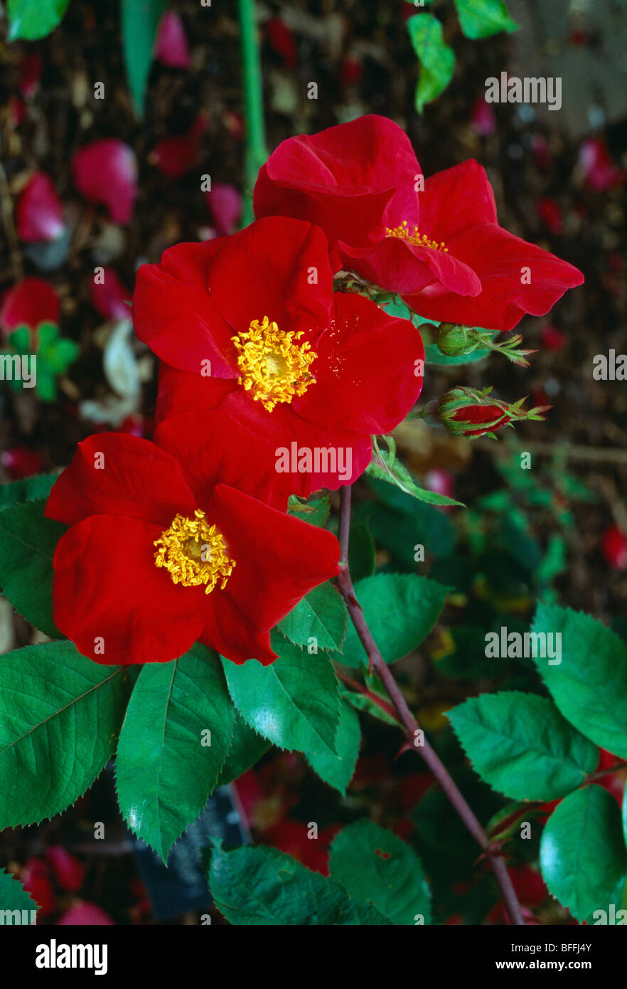 Close-up di rosso 'Scarlet Fire' Roses Foto Stock