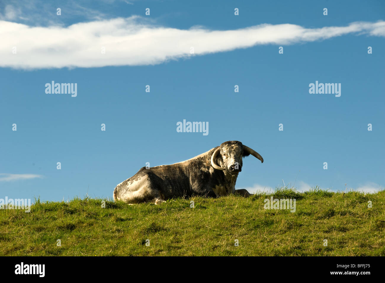 Fotografia di Longhorn bull guardando la fotocamera in appoggio sulla giornata di sole Foto Stock