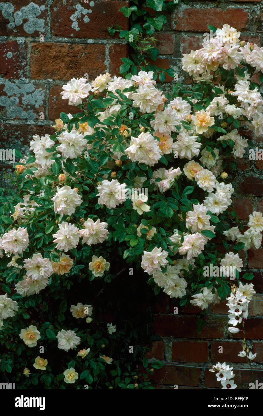 Close-up di crema rosa "Phyllis Bide' sul muro del giardino Foto Stock