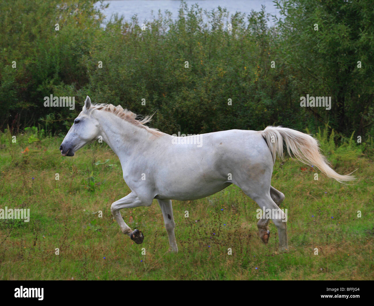 Cavallo russo. Trotter Foto Stock