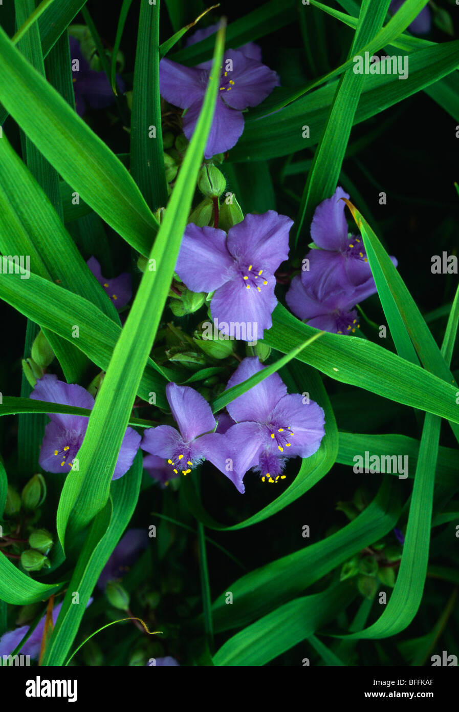 Close-up di tradescantia blu Foto Stock