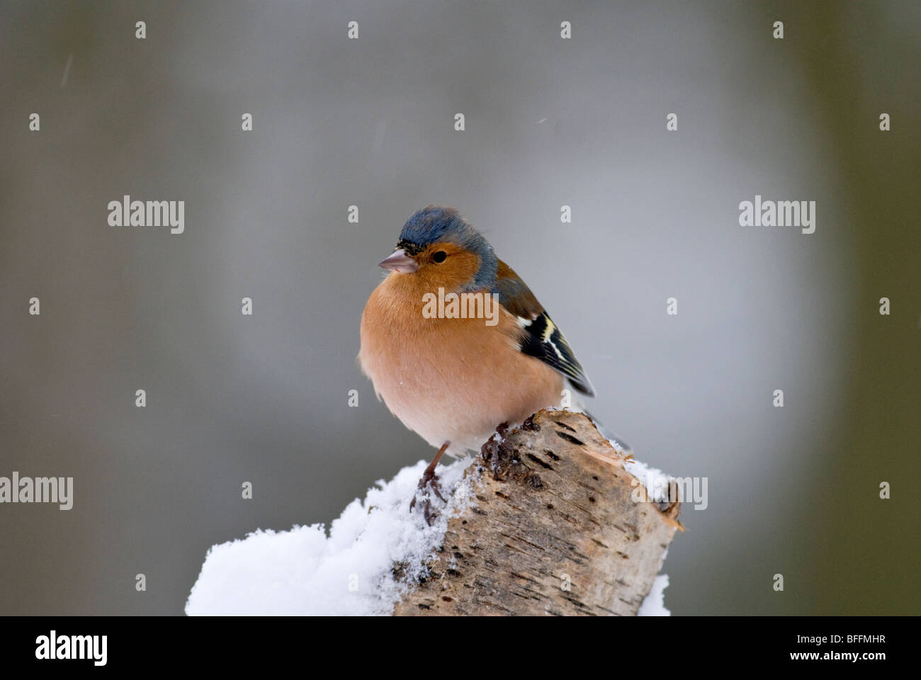 Fringuello maschio nella neve Foto Stock