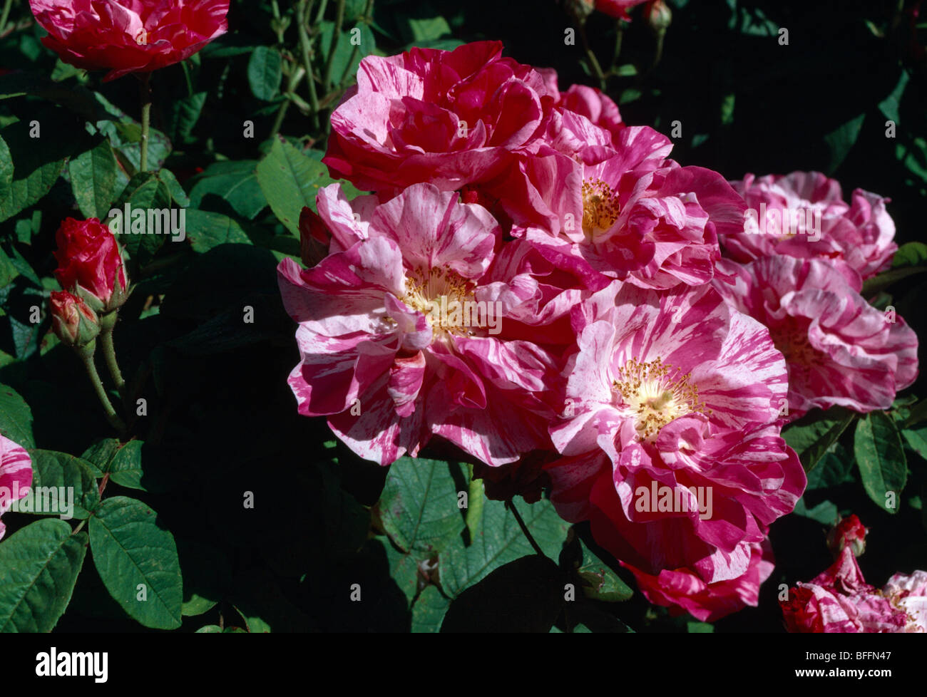 Close-up di rosa rose a strisce Foto Stock