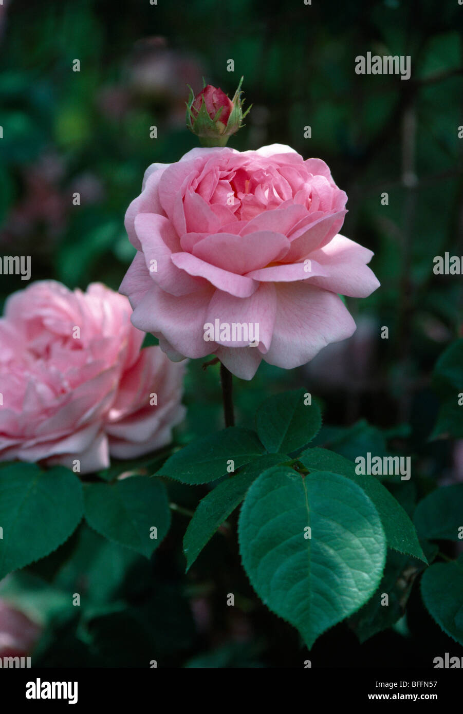 Close-up di rosa rosa doppia Foto Stock