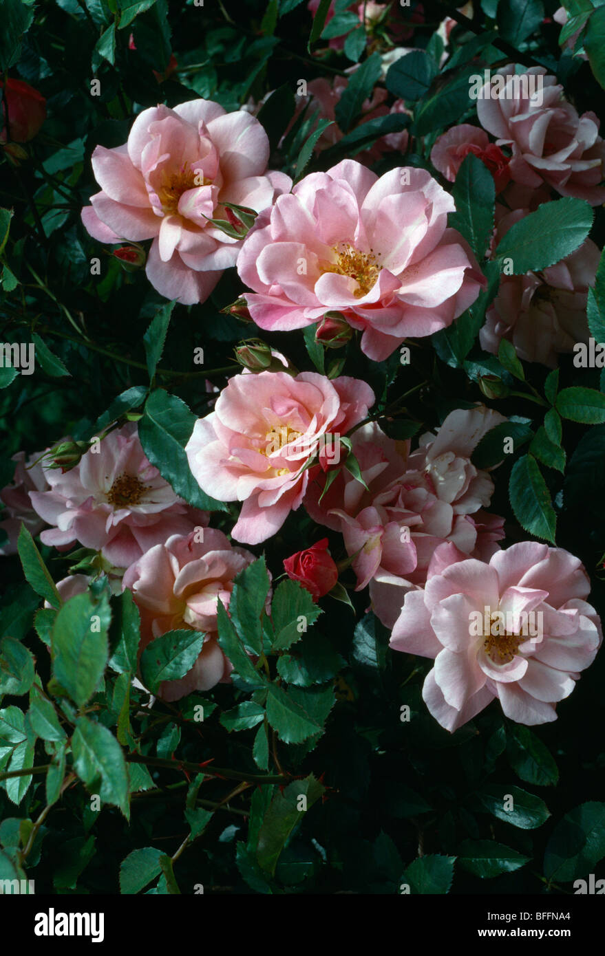 Close-up di rosa rosa ad arbusto Foto Stock