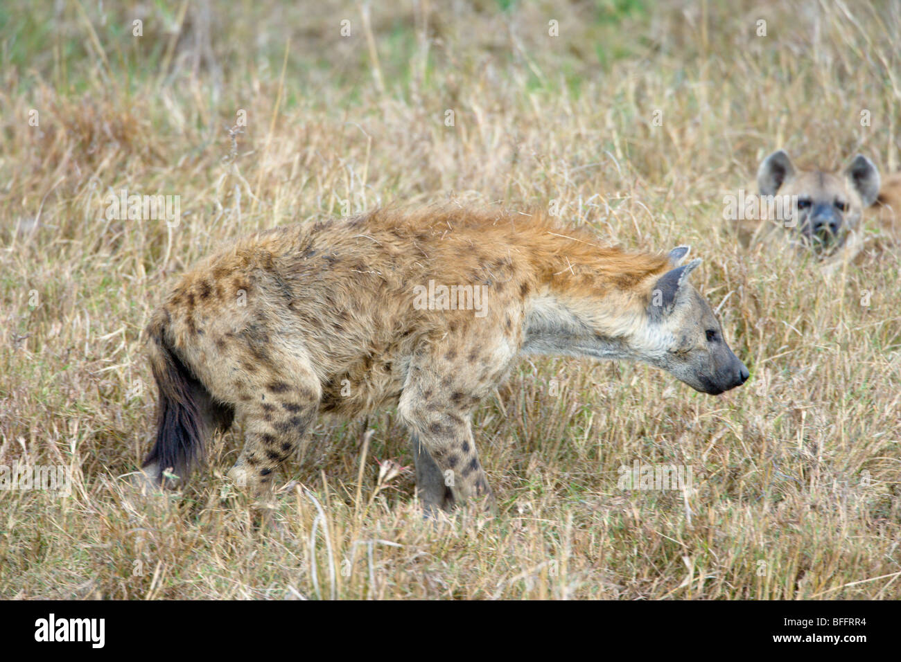 Avvistato iena, Crocuta crocuta, in piedi. Masai Mara riserva nazionale del Kenya. Foto Stock