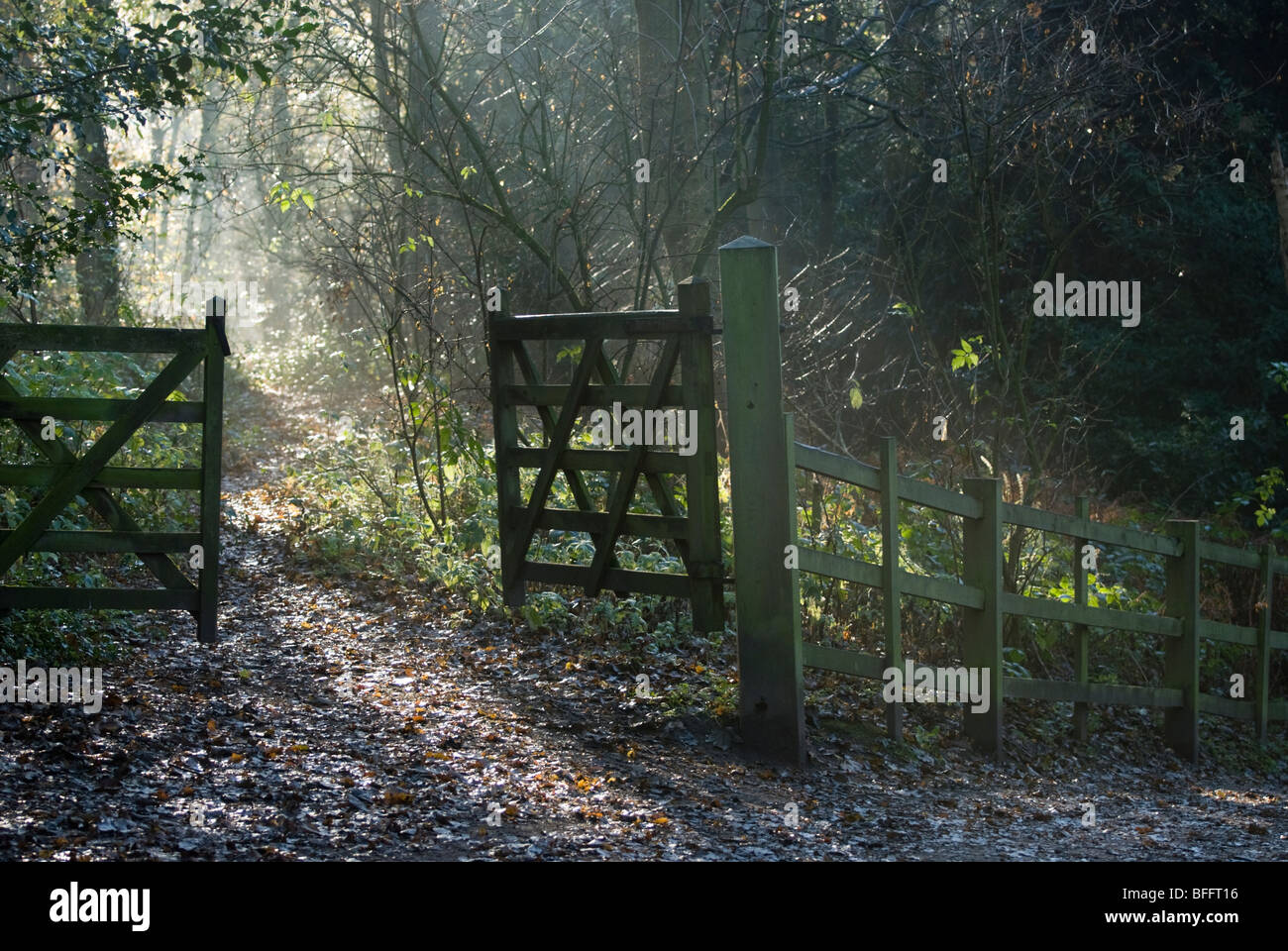 Raggi di sole raggiante verso il basso su un sentiero tranquillo nel mezzo di un bosco inglese. Foto Stock
