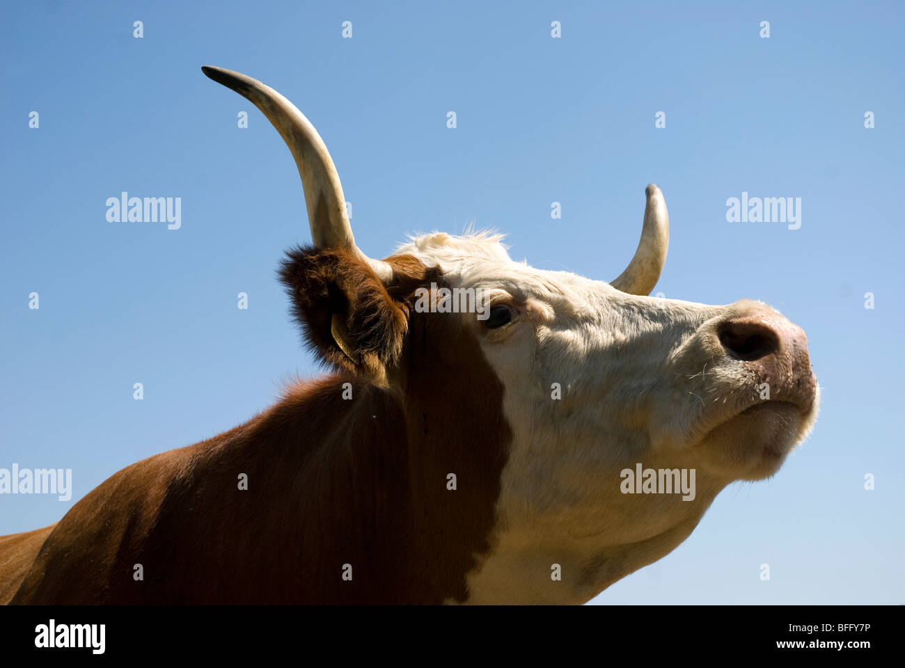 Mucca con lunghe corna Foto Stock