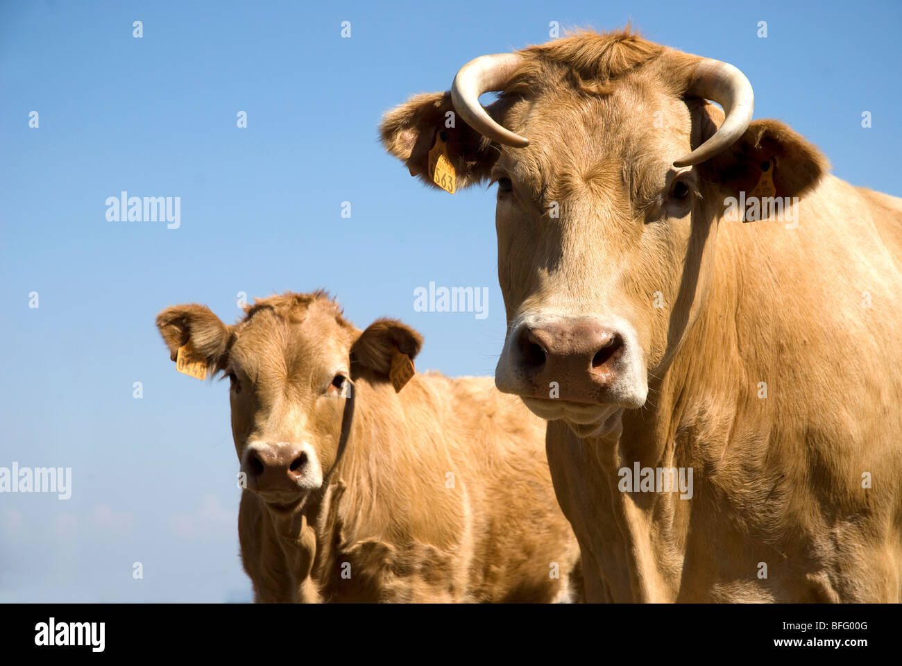 mucca con il vitello Foto Stock