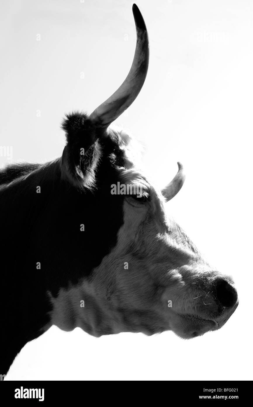 Mucca con lunghe corna, ritratto Foto Stock