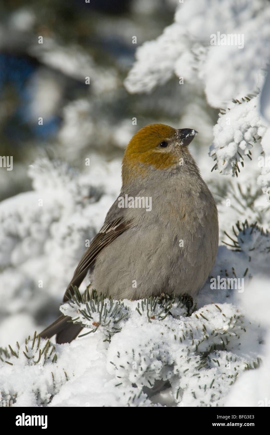 Pine Grosbeak (Pinicola enucleator) in inverno, Saskatchewan, Canada Foto Stock