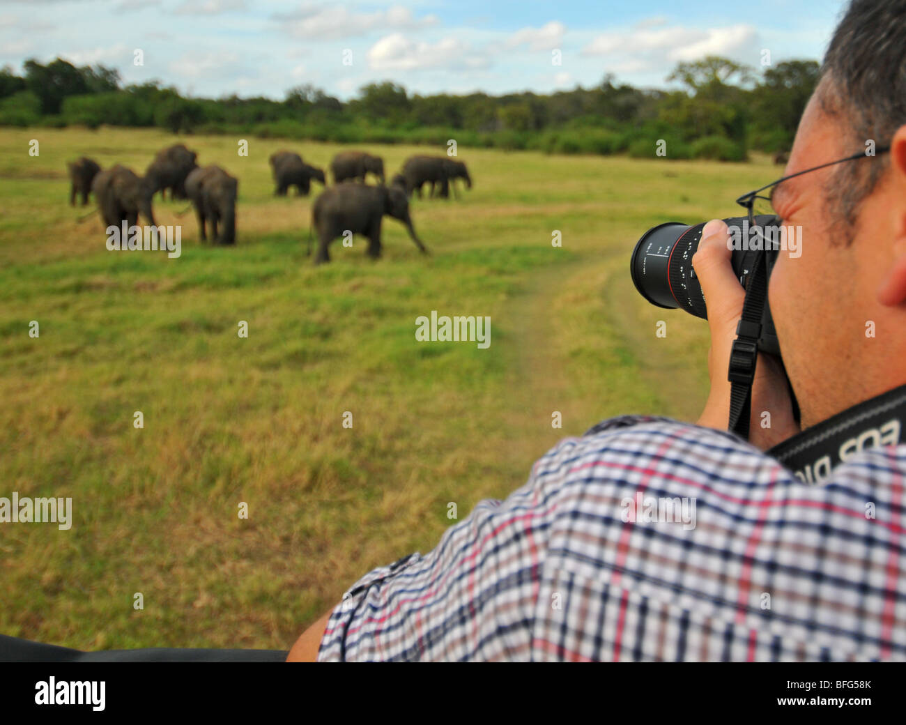 Minneriya National Wildlife Park, Sri Lanka, safari in Minneriya National Park, Sri Lanka, turistico di fotografare gli elefanti Foto Stock