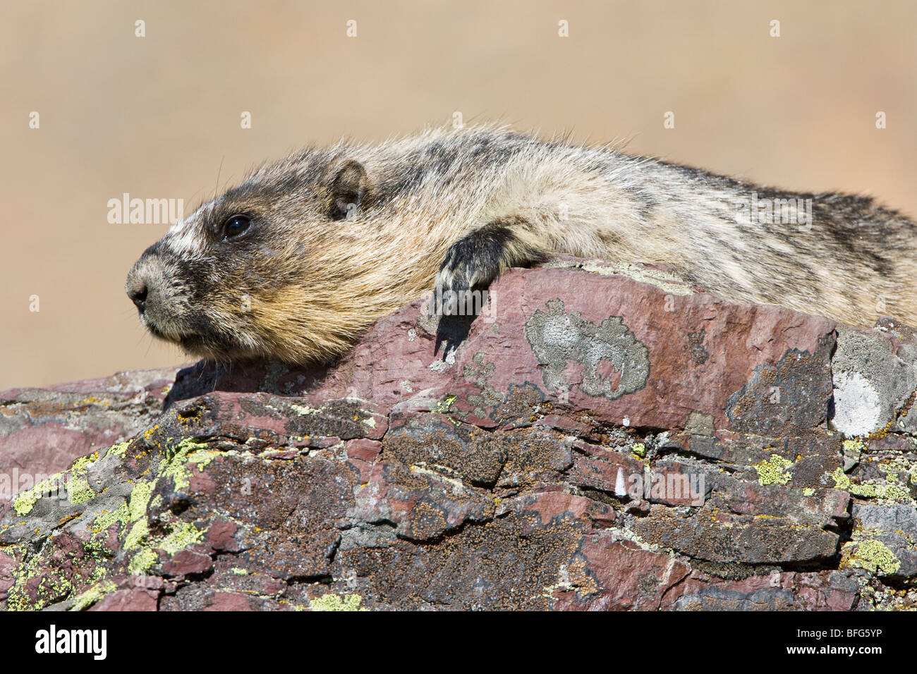 Annoso marmotta (Marmota caligata), di bagni di sole nascosto si affacciano sul lago, il Parco Nazionale di Glacier, Montana, USA. Foto Stock