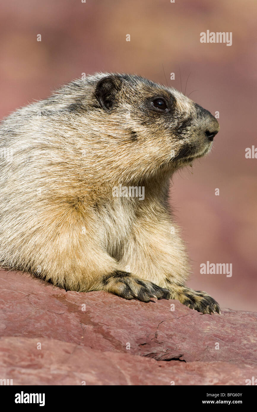 Annoso marmotta (Marmota caligata), nascosto lago si affacciano sulla zona, il Parco Nazionale di Glacier, Montana, USA. Foto Stock