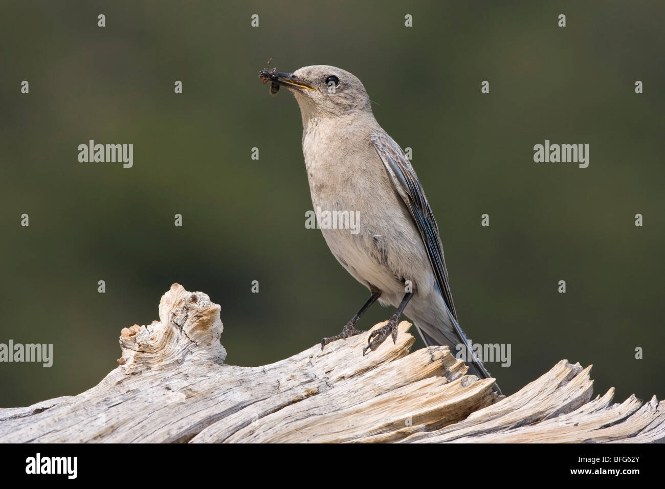Mountain bluebird (Sialia currucoides) femmina con grandi ant su Colorado bristlecone registro di pino (pinus aristata) Monte Golia Nat Foto Stock