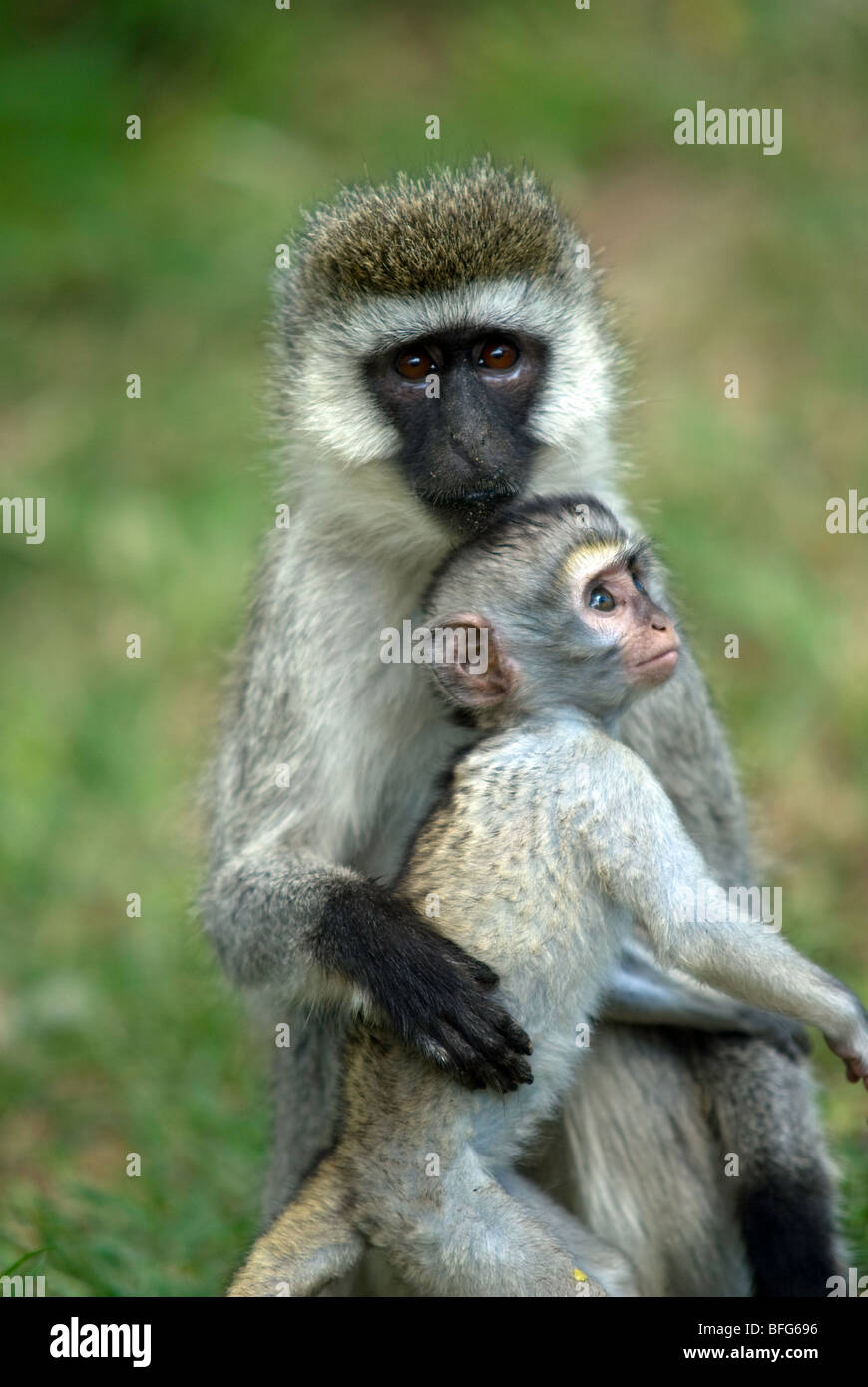 Vervet monkey con il bambino Foto Stock