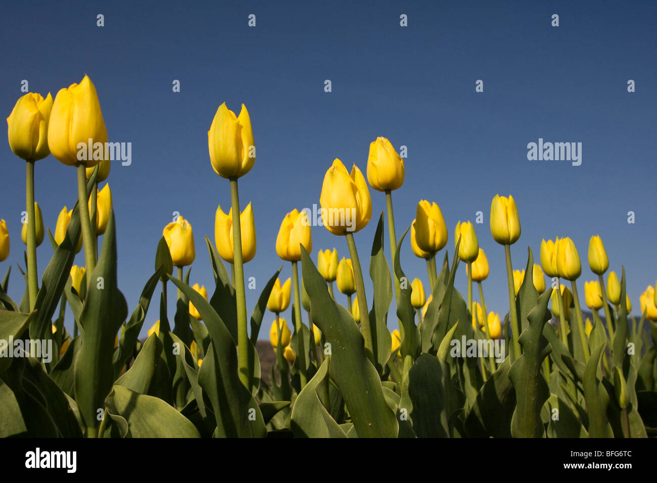 I tulipani (Tulipa gesneriana), vicino Agassiz, British Columbia. Foto Stock