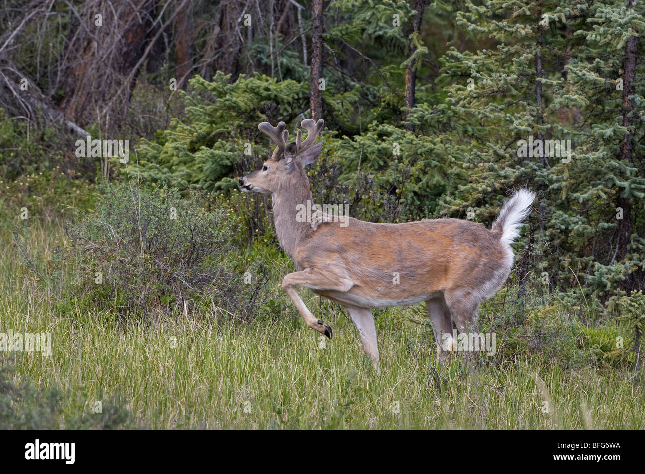 White-tailed deer (Odocoileus virginianus) buck con il tail rialzato come segnale di allarme del Parco Nazionale di Jasper Alberta. Questo buck è crescere Foto Stock
