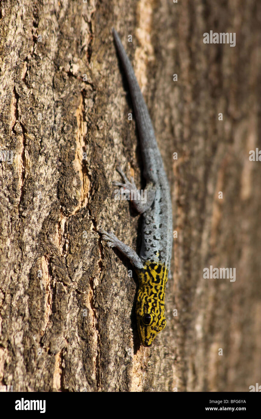 Giallo-guidato Dwarf Gecko Lygodactylus luteopicturatus prese a Jambiani, Zanzibar, Africa Foto Stock