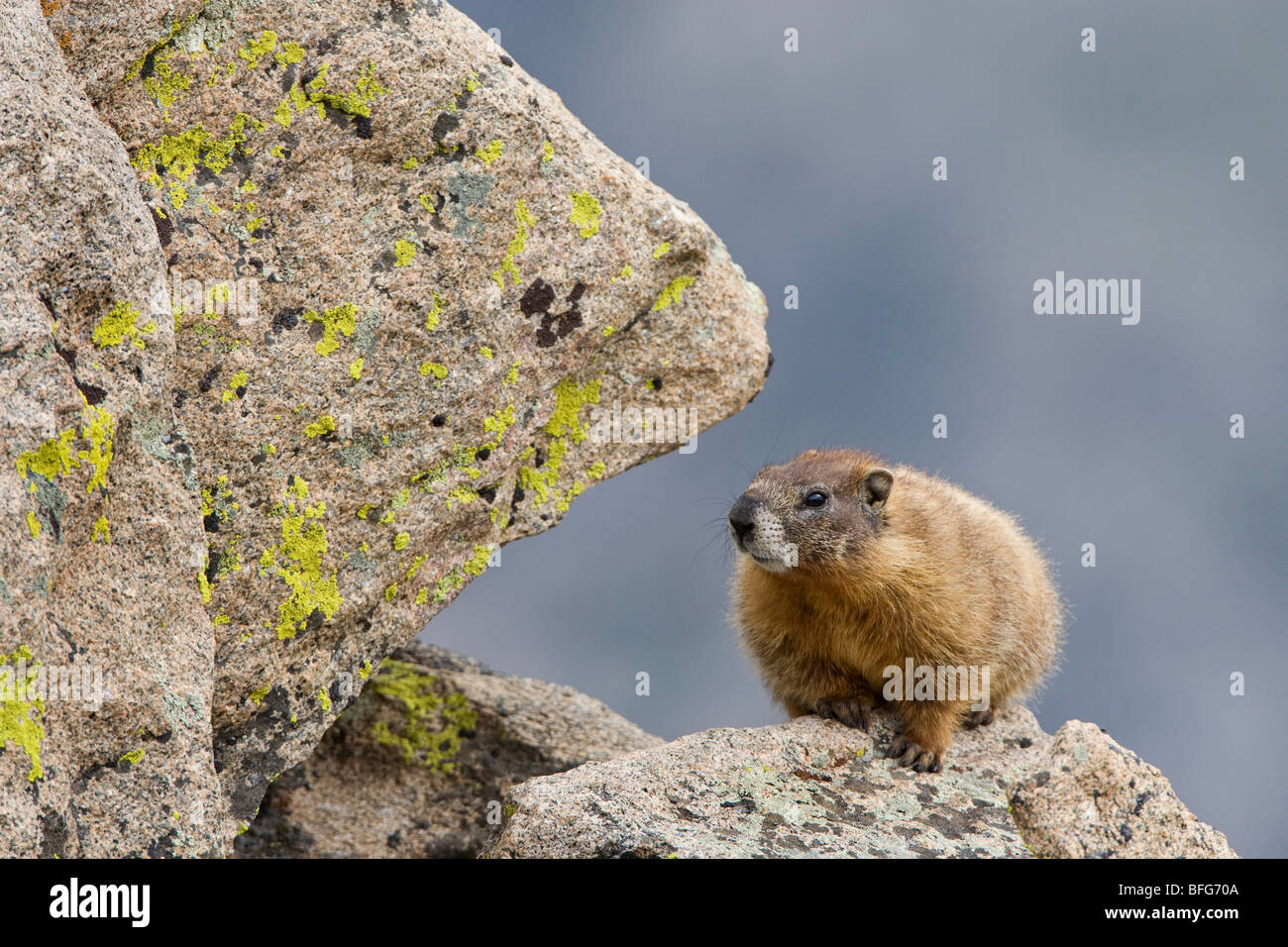 Marmotta di ventre giallo (Marmota flaviventris), il Parco Nazionale delle Montagne Rocciose, Colorado, Stati Uniti d'America. Foto Stock