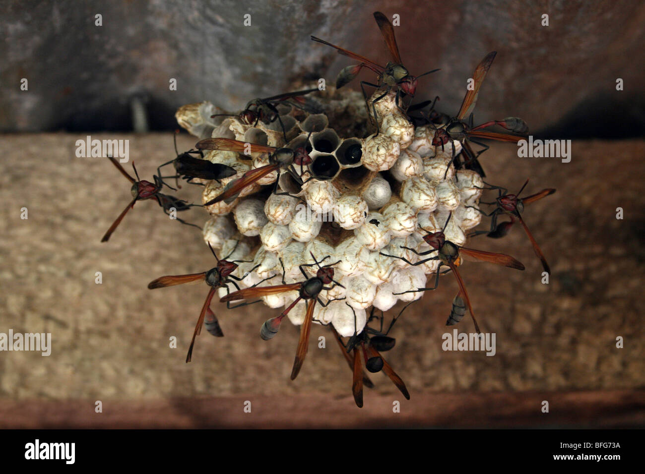 Carta sociale Wasp Nest Belonogaster juncea presi in Nkuu Ndoo Village, Kilimanjaro pedemontana, Tanzania Foto Stock
