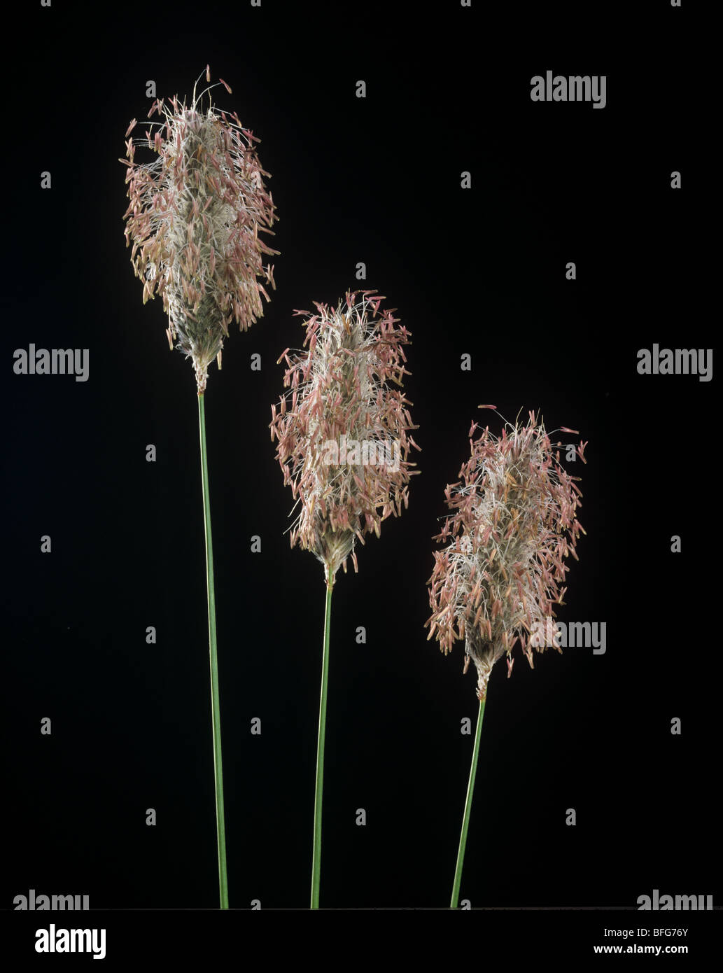 Coda di volpe (Alopecurus pratensis) erba picchi di fiori Foto Stock
