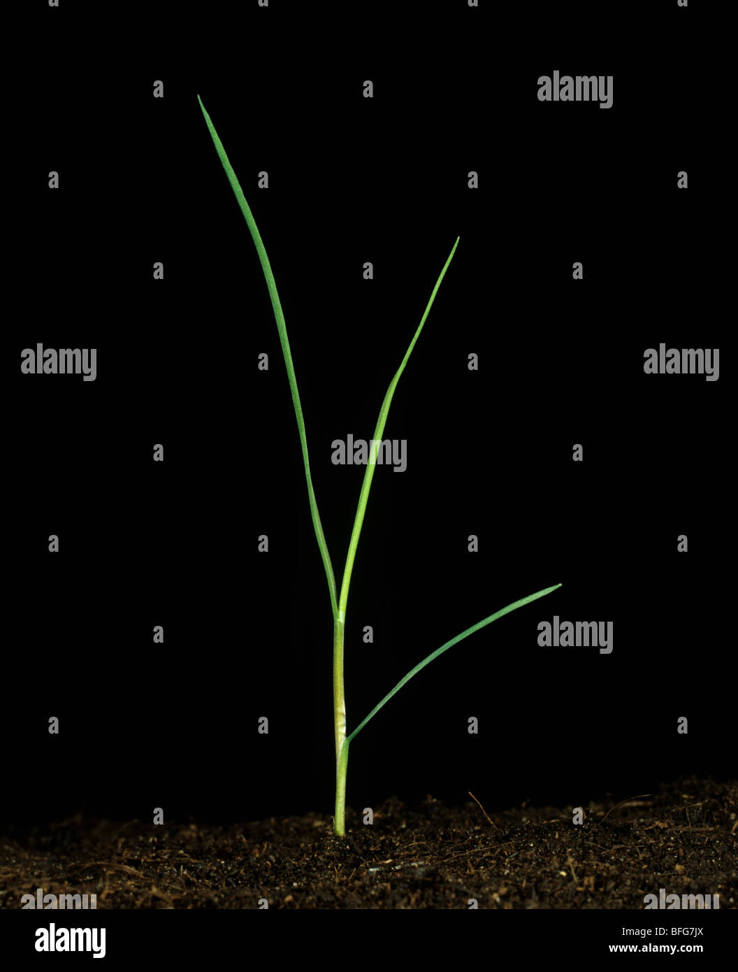 Nero piegate o Parte superiore rossa (Agrostis gigantea) piantina con tre foglie Foto Stock