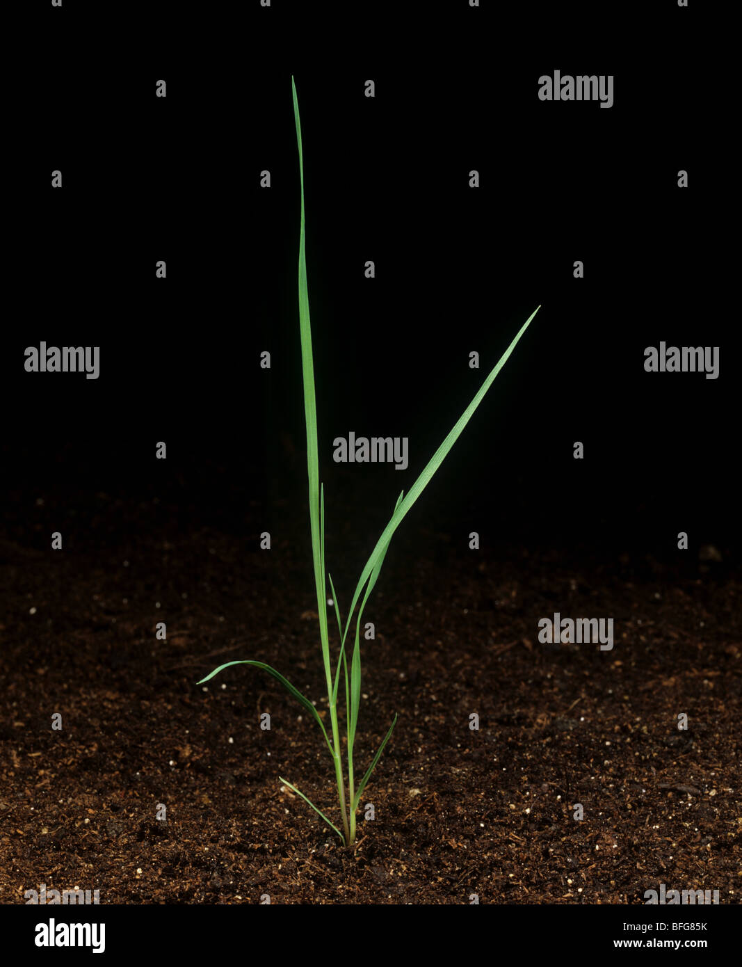 Nero piegate o Parte superiore rossa (Agrostis gigantea) piantina con timone di piccole dimensioni Foto Stock