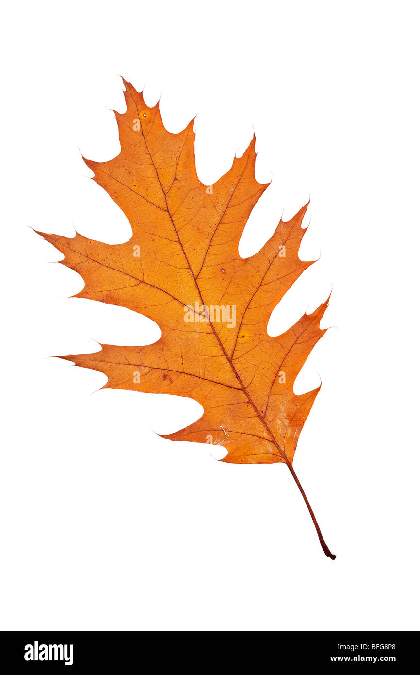 Un autunno di foglia, isolati su sfondo bianco Foto Stock