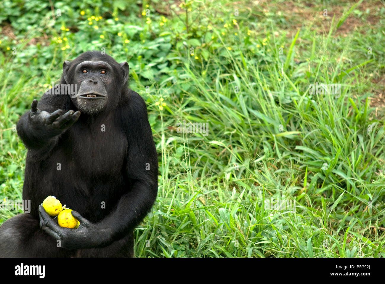 Scimmia divertente immagini e fotografie stock ad alta risoluzione - Alamy