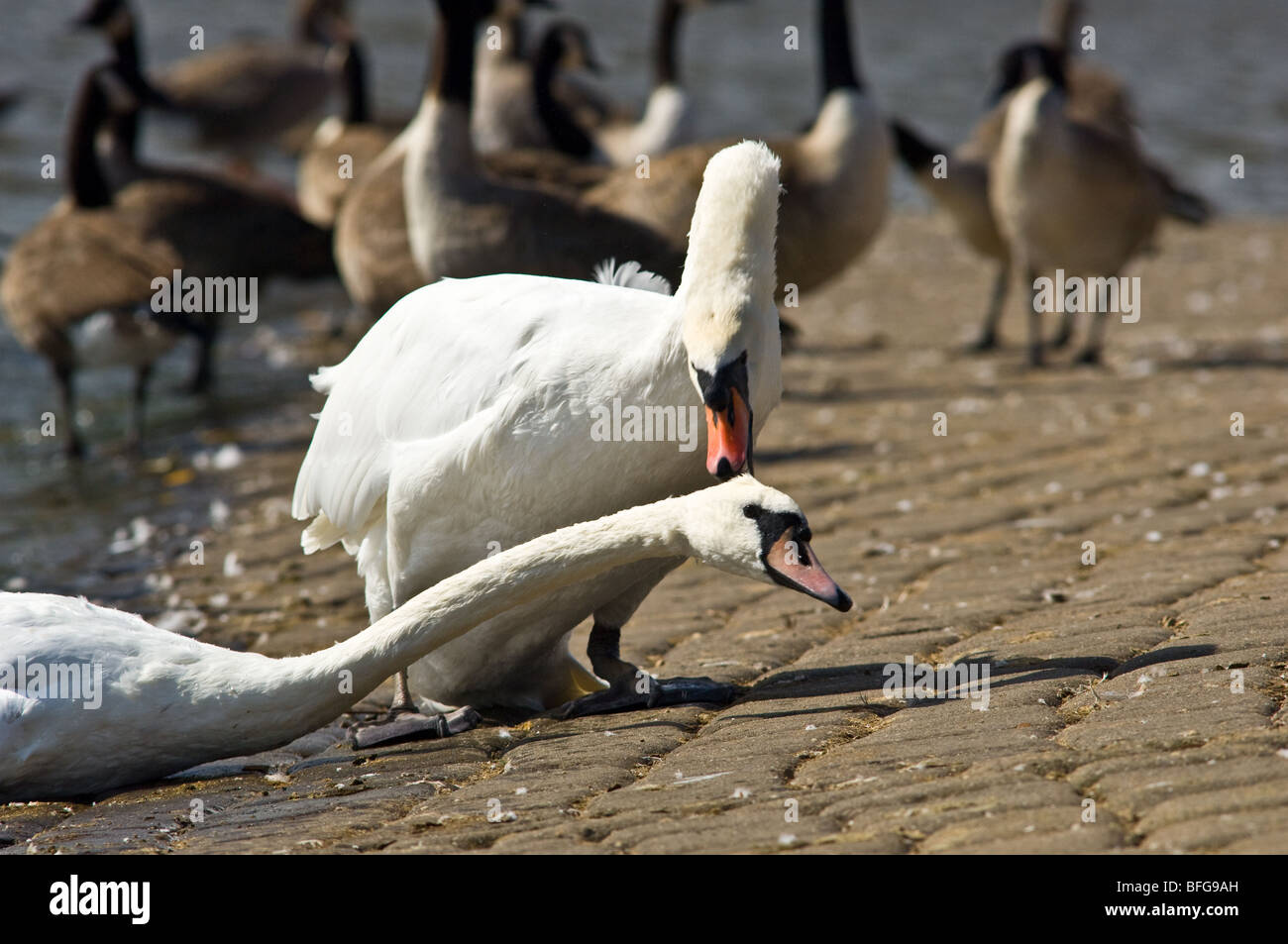 Dominante maschio adulto cigno la protezione del suo territorio da un giovane maschio cigno Foto Stock