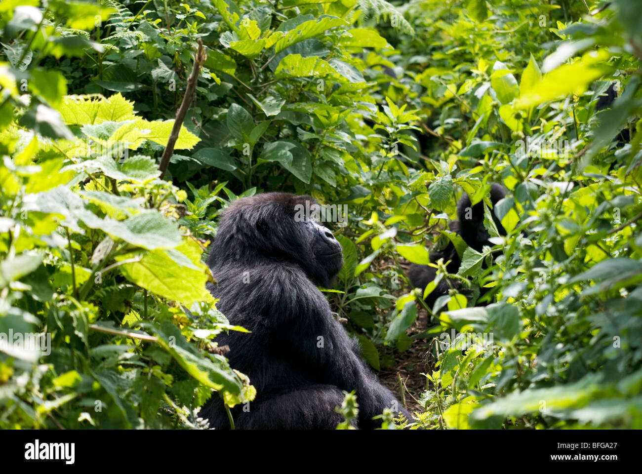 Seduta di gorilla in Rwanda, Parc national des Volcans Foto Stock
