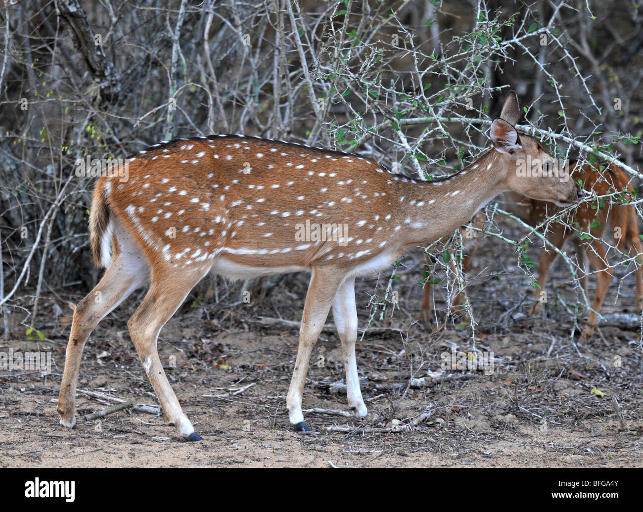 Avvistato cervi o Chital, (asse asse), Yala National Park, Sri Lanka, giovane Spotted Deer, Yala National Park, Sri Lanka Foto Stock