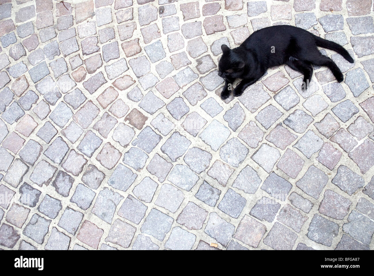 Gatto nero giacente in una pavimentazione street Foto Stock