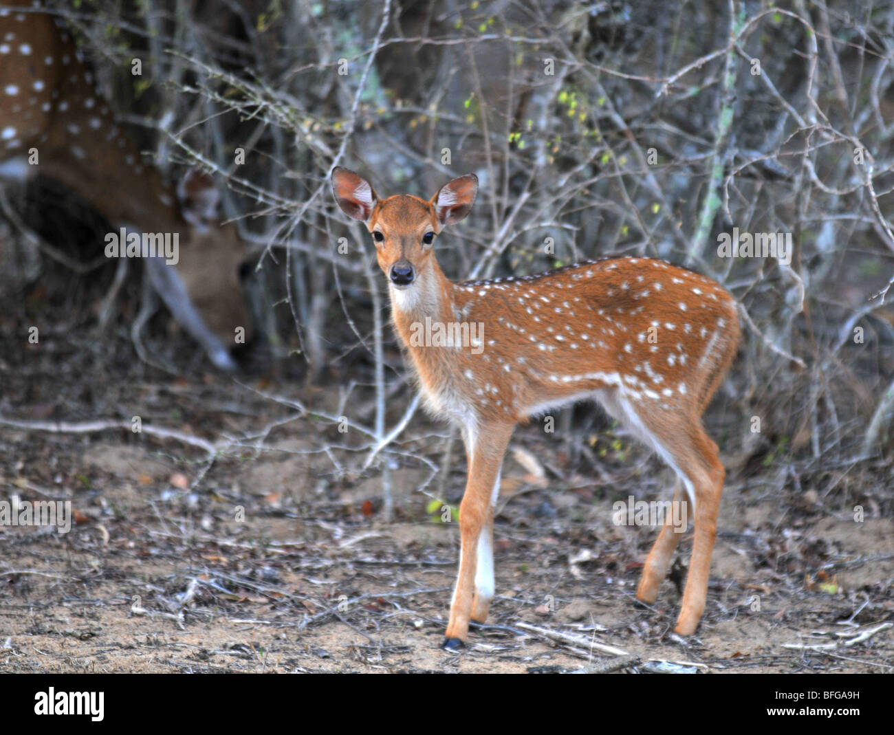 Avvistato cervi o Chital, (asse asse), Yala National Park, Sri Lanka, giovane Spotted Deer, Yala National Park, Sri Lanka Foto Stock