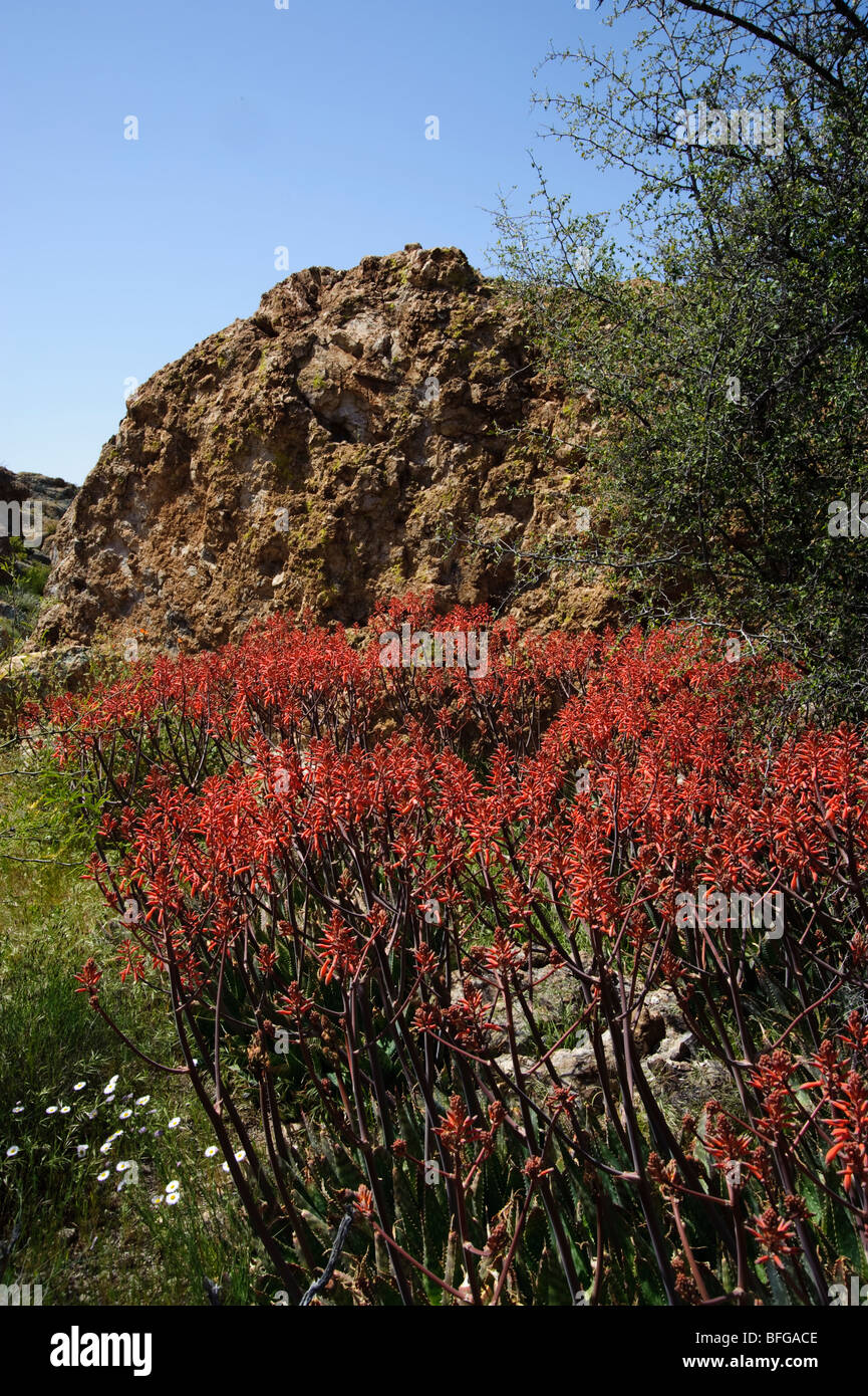 Arizona fiori selvatici in primavera. Preso in Central Arizona nelle colline del Tonto National Forest Foto Stock