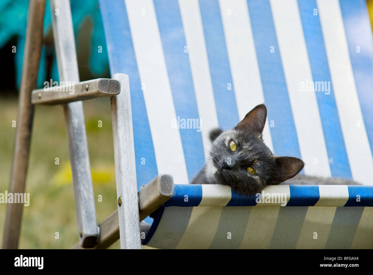 Cat lounging in sedia a sdraio Foto Stock