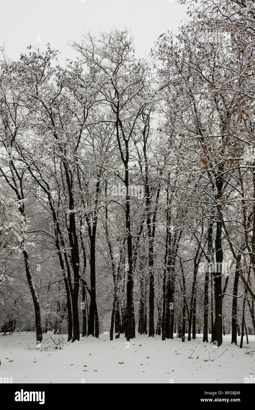 Neve su alberi in un parco di Milano Foto Stock
