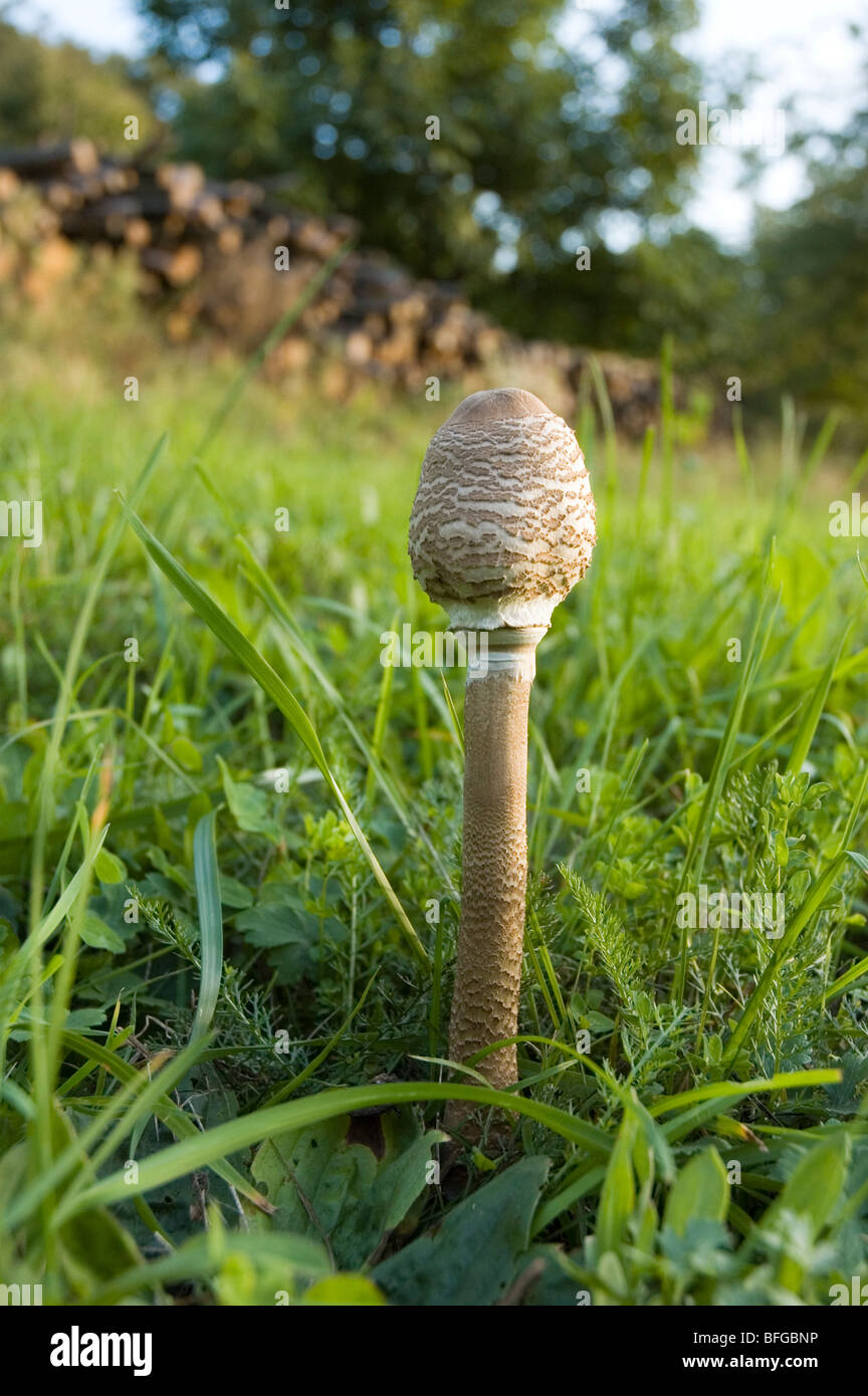 Immaturo parasol fungo macrolepiota procera in piedi nel centro di un prato Foto Stock
