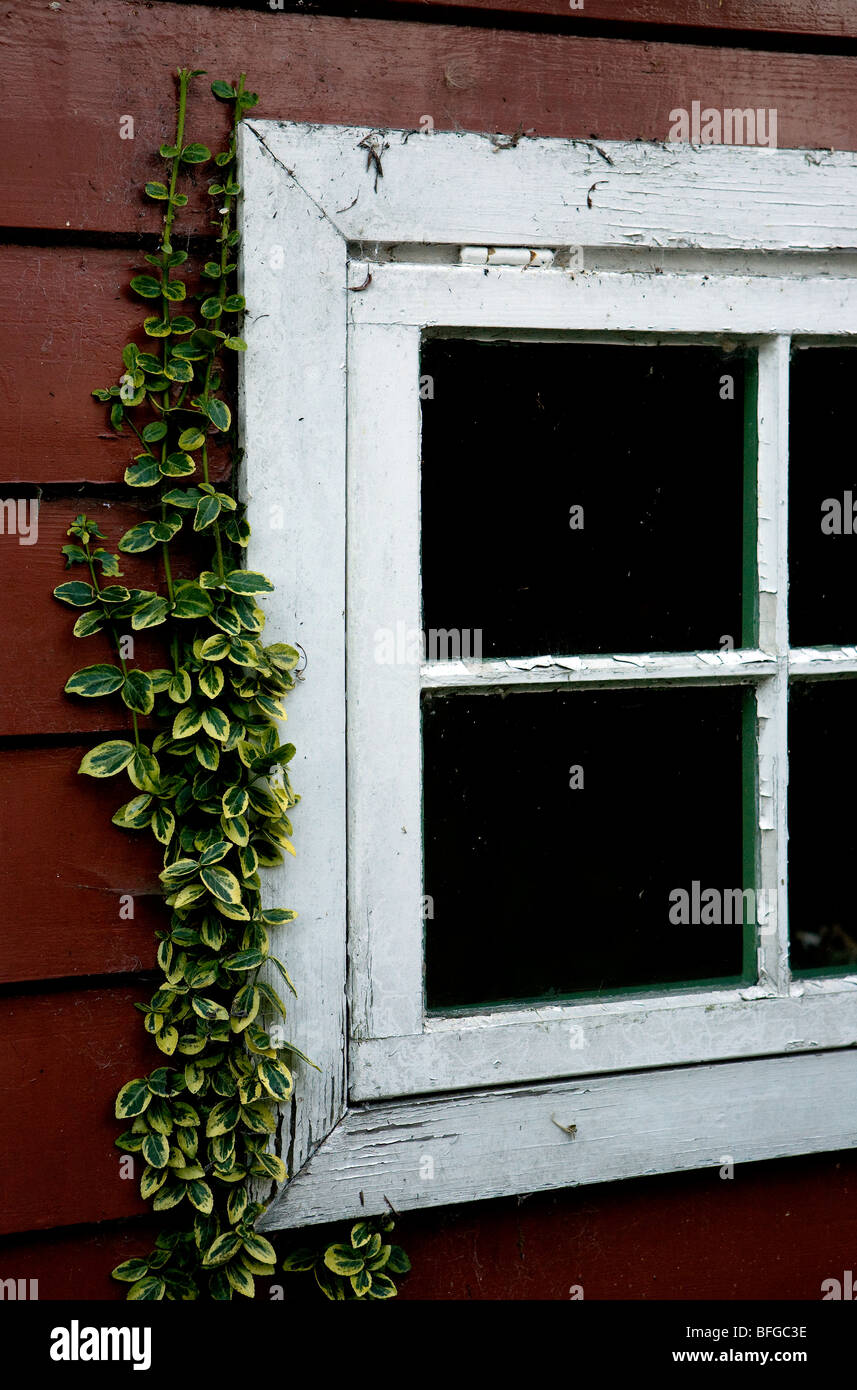 Finestra bianca di The Boathouse sala da tè con ivy cresce un lato nella canonica Museo Giardini in Wimborne, Dorset Foto Stock